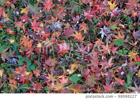 One side of maple leaves Autumn background material Autumn image One side of maple leaves Autumn background material Autumn image 98098227