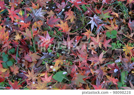 One side of maple leaves Autumn background material Autumn image One side of maple leaves Autumn background material Autumn image 98098228