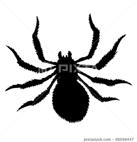 Spider silhouette. Black close-up insect, scary big spider isolated on white. Poisonous dangerous animal. Creepy wildlife bug 98098447