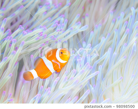 小丑anemonefish 98098500