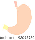 Illustration of the human stomach (front) Human Stomach (Anterior) 98098589