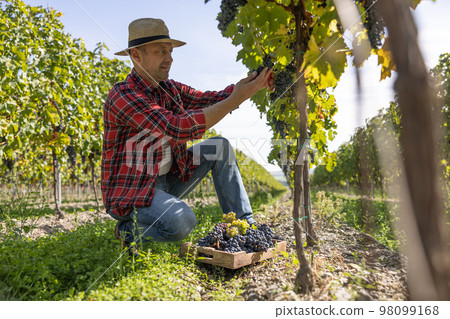 A satisfied winemaker harvests grapes in his vineyard. A satisfied winemaker harvests grapes in his vineyard. 98099168