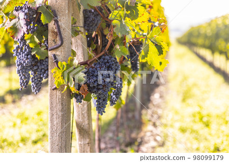 Blue bunches of Cabernet sauvignon grapes in a vineyard ripening before harvest 98099179