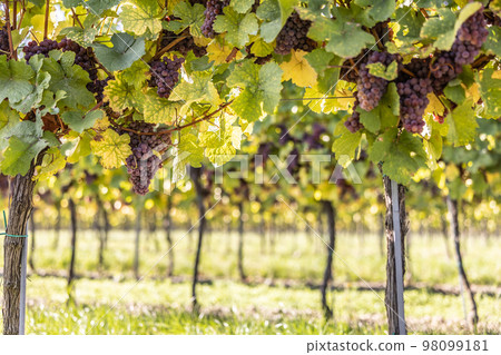 Purple bunches of grapes of the Red Traminer variety in a vineyard ripening before harvest 98099181