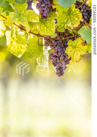 Purple bunches of grapes of the Red Traminer variety in a vineyard ripening before harvest Purple bunches of grapes of the Red Traminer variety in a vineyard ripening before harvest 98099183