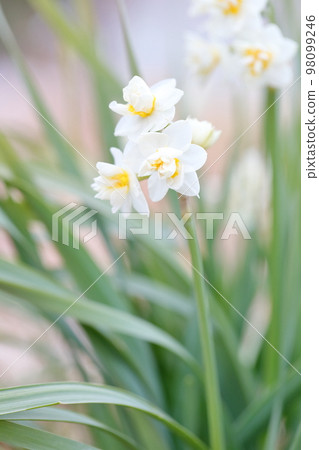 華麗的重瓣白花(水仙花) 華麗的重瓣白花(水仙花) 98099246