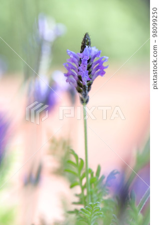 Fragrant Herb Lavender Fragrant Herb Lavender 98099250