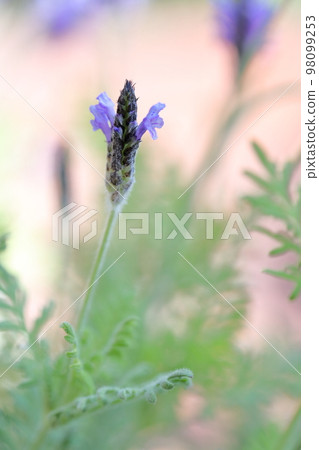 香草薰衣草 香草薰衣草 98099253