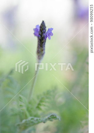 香草薰衣草 香草薰衣草 98099255