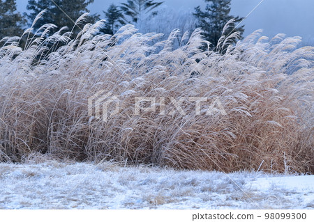 在寒冷的冬天飄揚的白色蒲葦 98099300