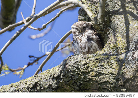 Little owl (Athene noctua) on a branch in a tree in the Netherlands 98099497