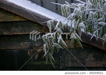Old Garden Shed with Frosted Bamboo Plant in Winter 98099681