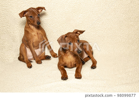 Two small dogs are sitting and lying on a light blanket. Two purebred puppies  98099877
