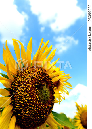 向日葵和蜜蜂 98099991