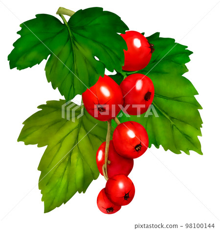Watercolor set of red ripe currant berries isolated on white background. Hand drawn botanical illustration. Clip art berry branches. 98100144