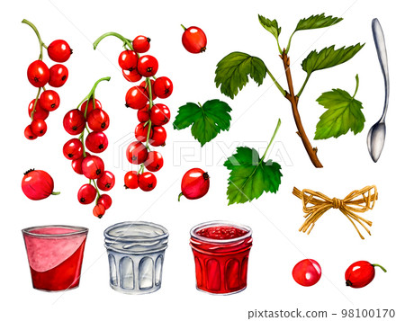 Watercolor red ripe currant berries isolated on white background. Hand drawn botanical illustration. Clip art berry branches. Jar with jelly,dessert, yogurt. 98100170