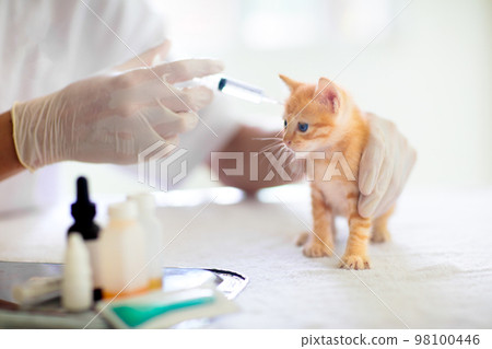 Kitten at vet clinic. Cat vaccination at doctor. 98100446