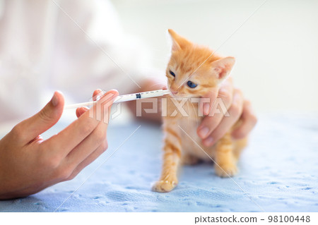 Kitten at vet clinic. Cat vaccination at doctor. 98100448