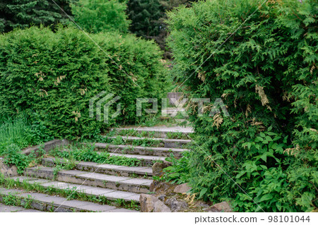 A wide stone staircase among the green bushes in the summer in the park A wide stone staircase among the green bushes in the summer in the park 98101044