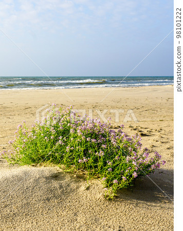 Cakile Maritima clump, known as the European sea rocket, blooming on a sandy Baltic Sea beach 98101222