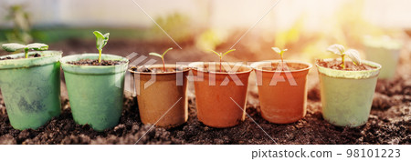 Close-up view of the pots with vegetable's sprouts in greenhouse. Close-up view of the pots with vegetable's sprouts in greenhouse. 98101223