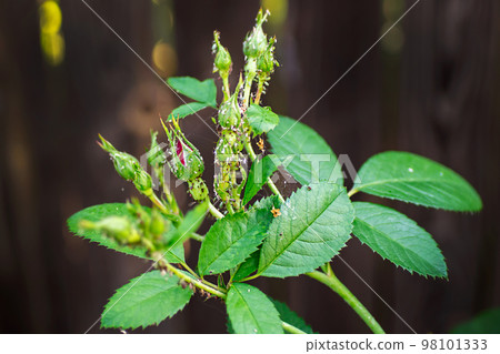 Aphids on rose buds. Spider mites. Pest control. Diseases of roses. Tetranychidae, Aphidoidea, Macrosiphum, Arge pagana.  Close-up. Macro. Soft focus effect. Selective focus. 98101333