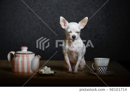 Tea party scene. Beautiful little dog of Chihuahua breed sits with eyes closed on a wooden table. A teapot, sugar in a saucer, a small cup. 98101714