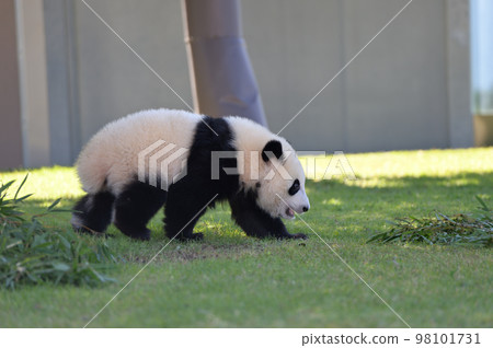 Touhin during a walk 98101731