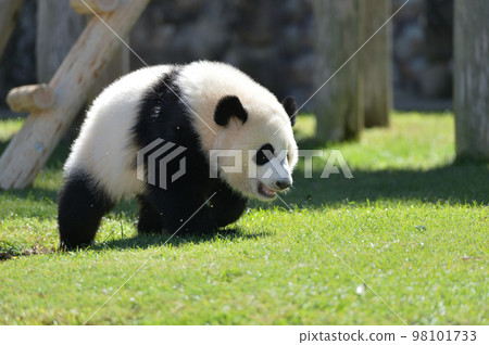 精力充沛地跑來跑去的櫻濱 精力充沛地跑來跑去的櫻濱 98101733