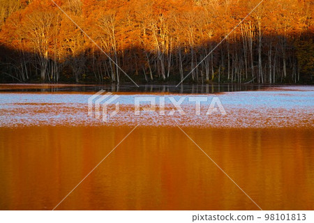 Autumn leaves of Iinouma 98101813