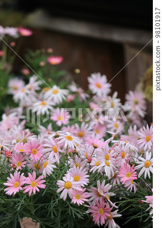 開滿花0040 開滿花0040 98101917