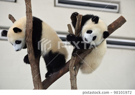 Sakurahama/Momohama Playing on Trees 98101972