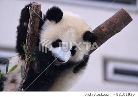 櫻濱在樹上玩耍 櫻濱在樹上玩耍 98101980