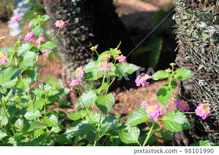 Lantana flowers 98101990