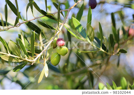 Refreshingly colored olive fruit 98102044