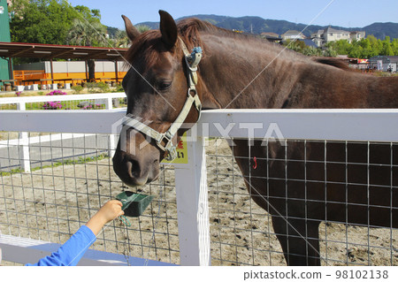 孩子（5 歲/男孩）正在餵馬 98102138