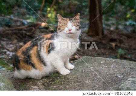 A kitten staring at you with a cute expression in the forest of Fushimi Inari Shrine in Kyoto 98102142