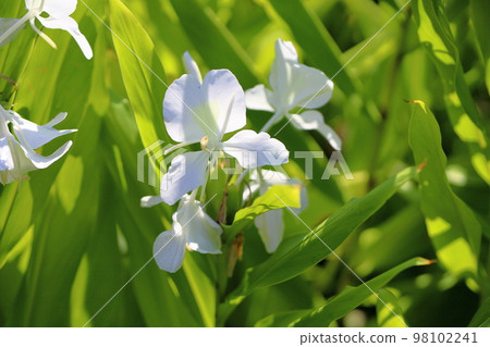 姜百合花 98102241