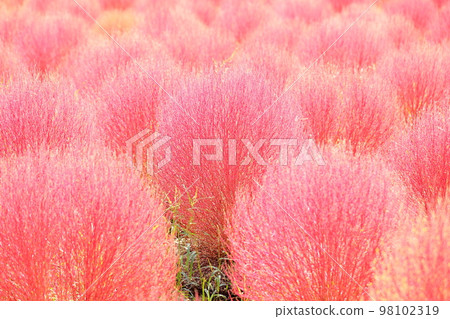 可愛的彩色地膚 可愛的彩色地膚 98102319