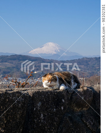 吾妻山公園和富士山的人氣 98102381
