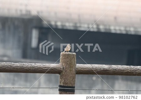 Cute sparrow Cute sparrow 98102762