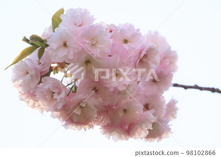 Cherry blossoms in full bloom Sekiyama Yaesaki [Sapporo, Hokkaido] 98102866