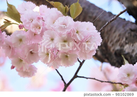 Cherry blossoms in full bloom Sekiyama Yaesaki [Sapporo, Hokkaido] 98102869