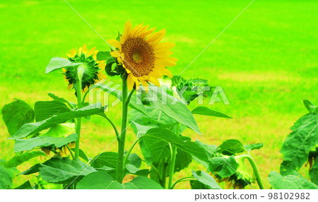 新座市綜合運動公園本田森林花園的向日葵 98102982