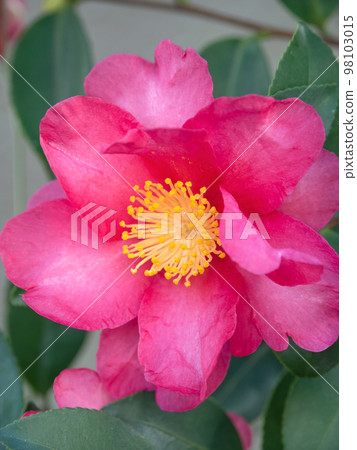 Sasanqua flowers 98103015