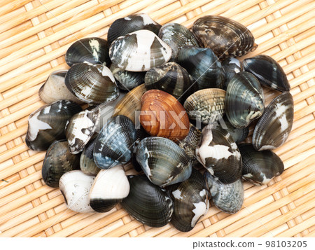 live clams live clams 98103205