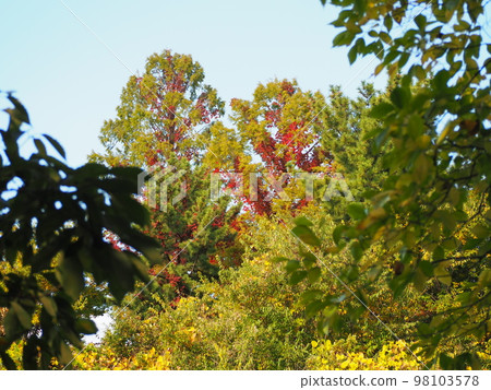 Autumn leaves of ivy 98103578