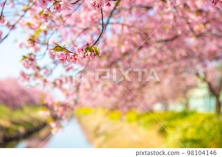 Kawazu cherry blossoms and rape blossoms on the Aogehori River 98104146