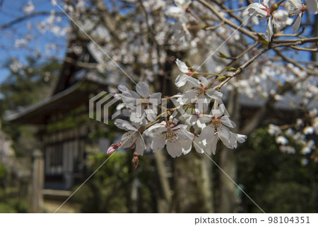 以萬願寺為背景的櫻花 / 埼玉縣行田市 以萬願寺為背景的櫻花 / 埼玉縣行田市 98104351