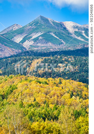 Mt. Norikura seen from the Norikura Plateau and the yellow leaves of the birch 98104666